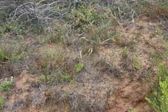 Moraea fugax, photograph (c) Tony Rebelo, some rights reserved (CC BY-SA)