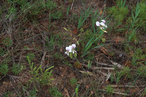 Pelargonium myrrhifolium, photograph 4