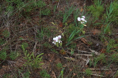 Pelargonium myrrhifolium, photograph (c) Tony Rebelo, some rights reserved (CC BY-SA)