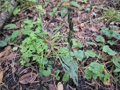 Cephalanthera damasonium