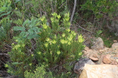 Leucadendron xanthoconus
