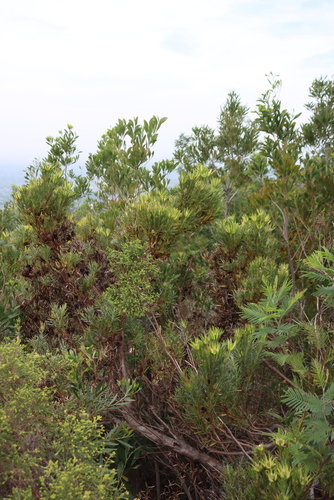 Leucadendron xanthoconus, photograph 1