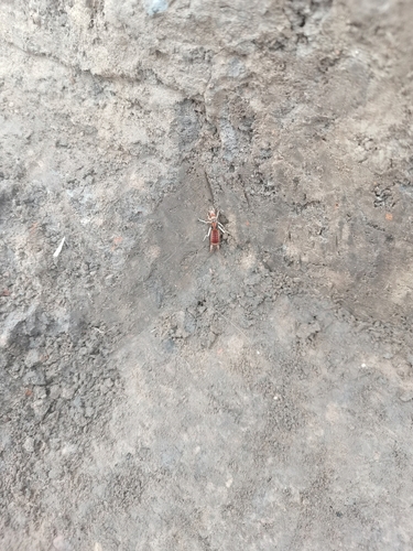Shore Earwig