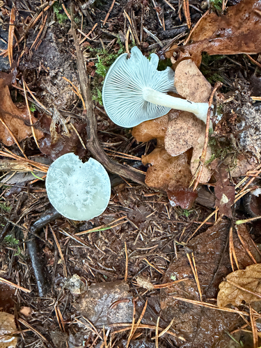 Aniseed Funnel