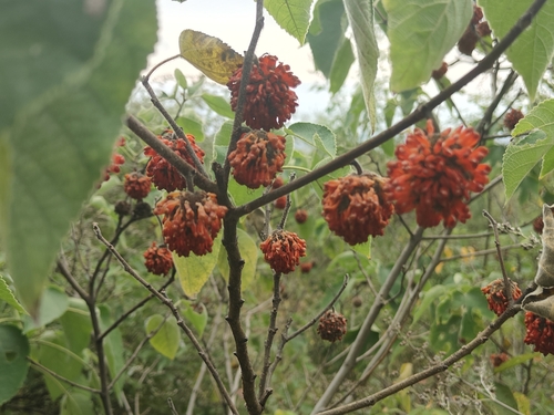 Paper mulberry