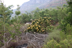 Leucospermum conocarpodendron