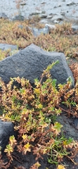 Lysimachia maritima, photograph (c) Mikko Heikkinen, some rights reserved (CC BY)