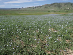 Linum pratense