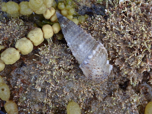 Rhinoclavis sinensis observed 2026-09-23
