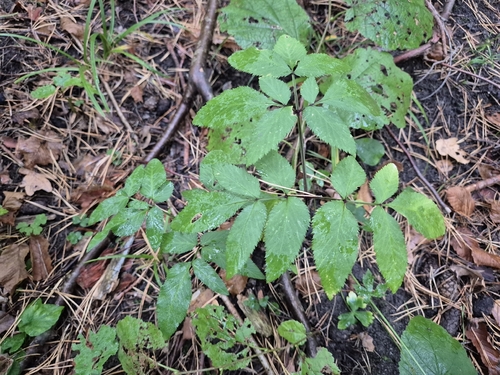 Angelica sylvestris, photograph 5