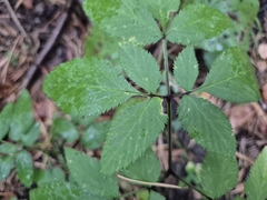 Angelica sylvestris, photograph (c) Bobo-X, some rights reserved (CC BY)