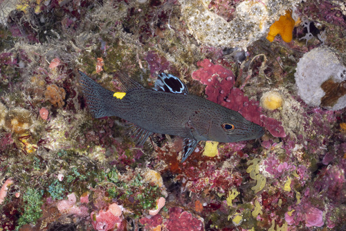 Belonoperca chabanaudi observed 2026-09-06