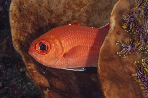 Myripristis vittata observed 2026-09-06