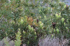 Protea lepidocarpodendron