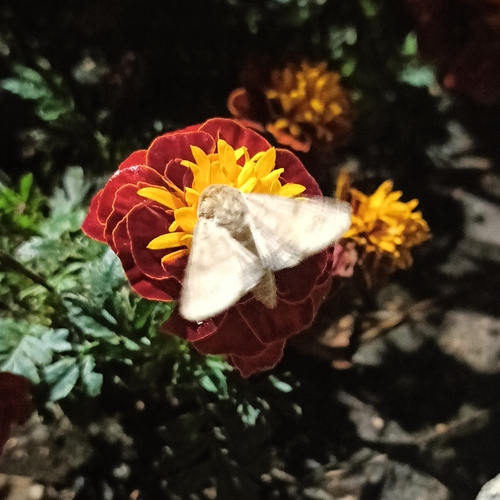 Cotton Bollworm Moth