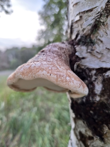 birch polypore