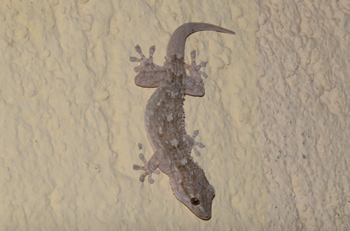 Moorish Gecko