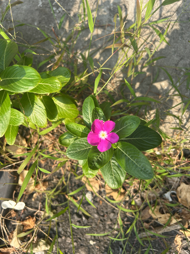 Madagascar Periwinkle