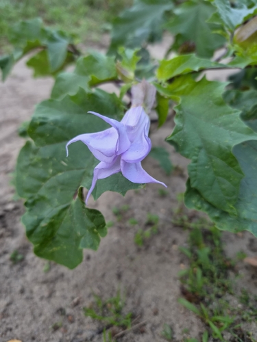 jimsonweed