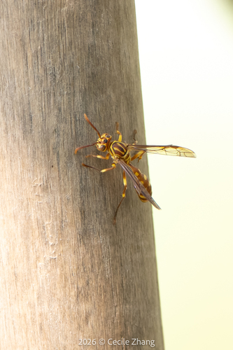 Parapolybia varia