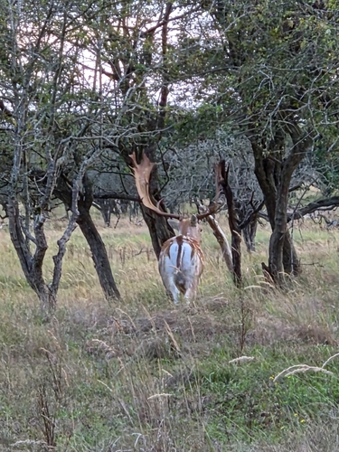 European Fallow Deer