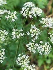 Ligusticum