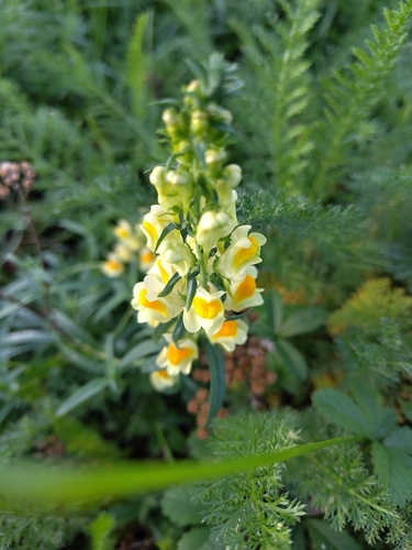common toadflax
