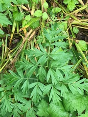 Ligusticum
