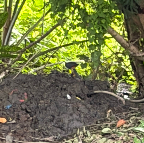 White-breasted Waterhen