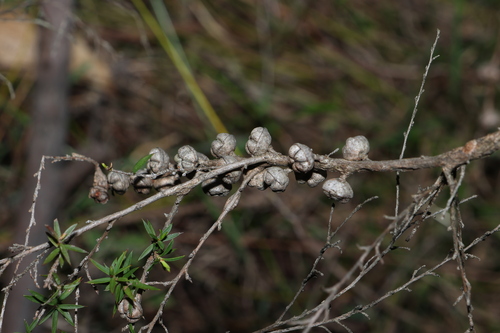 Leptospermum continentale, photograph 1