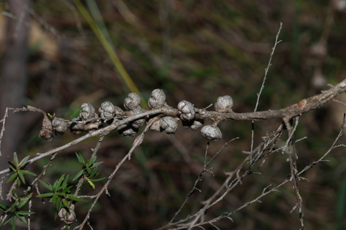 Leptospermum continentale