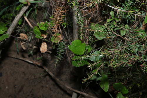 Leptospermum continentale, photograph 2