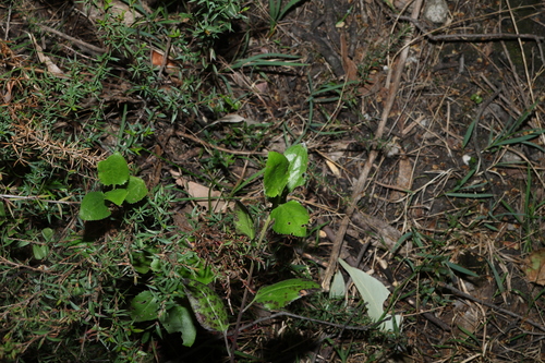 Goodenia ovata, photograph 1