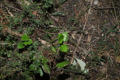 (c) Greg Tasney, some rights reserved (CC BY-SA) Goodenia ovata, photograph (c) Greg Tasney, some rights reserved (CC BY-SA)