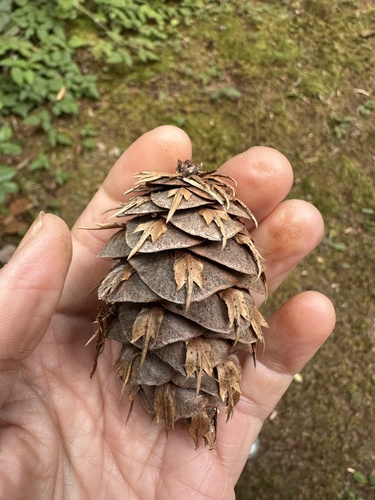 Douglas-fir
