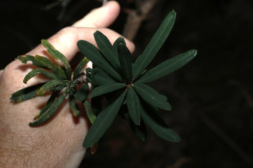 Banksia marginata, photograph 1