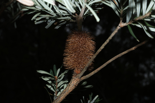 Banksia marginata