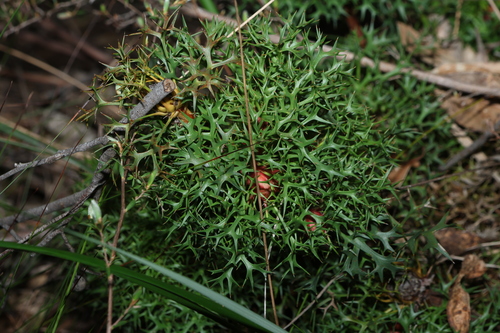 Isopogon ceratophyllus, photograph 5