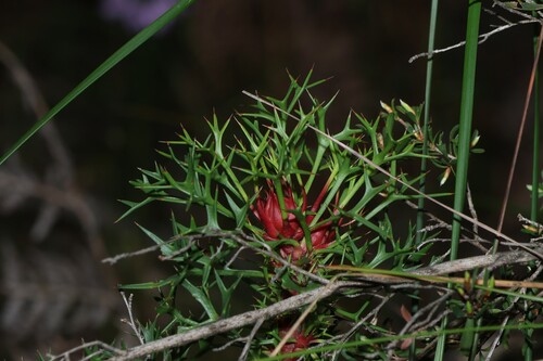 Isopogon ceratophyllus, photograph 4