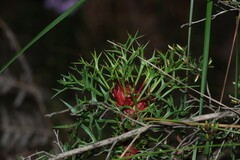 (c) Greg Tasney, some rights reserved (CC BY-SA) Isopogon ceratophyllus, photograph (c) Greg Tasney, some rights reserved (CC BY-SA)