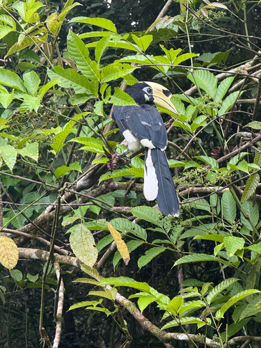 Oriental Pied Hornbill
