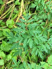 Ligusticum
