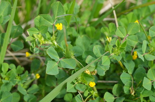 Medicago polymorpha, photograph 5