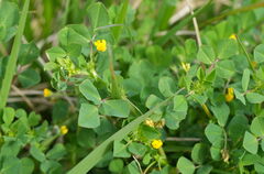 (c) William Harland, some rights reserved (CC BY) Medicago polymorpha, photograph (c) William Harland, some rights reserved (CC BY)
