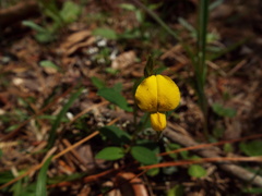 Crotalaria rotundifolia