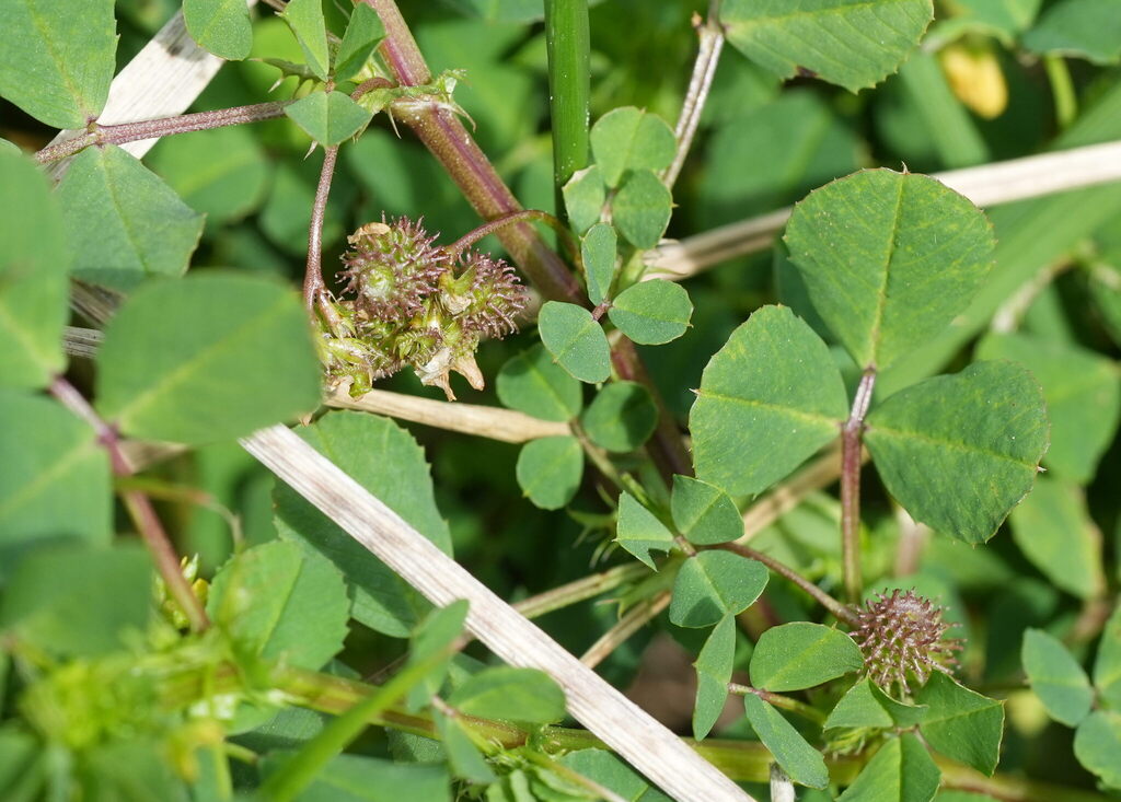Medicago polymorpha; photograph (c) William Harland, some rights reserved (CC BY)
