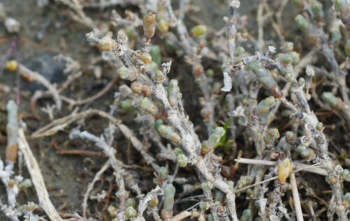 Salicornia quinqueflora, photograph 1