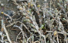 Salicornia quinqueflora, photograph (c) William Harland, some rights reserved (CC BY)
