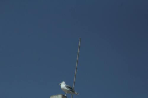 Yellow-legged Gull