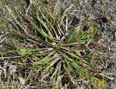 Plantago coronopus, photograph (c) William Harland, some rights reserved (CC BY)